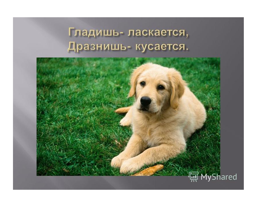 Презентация на тему "домашние животные" (во второй младшей группе)
