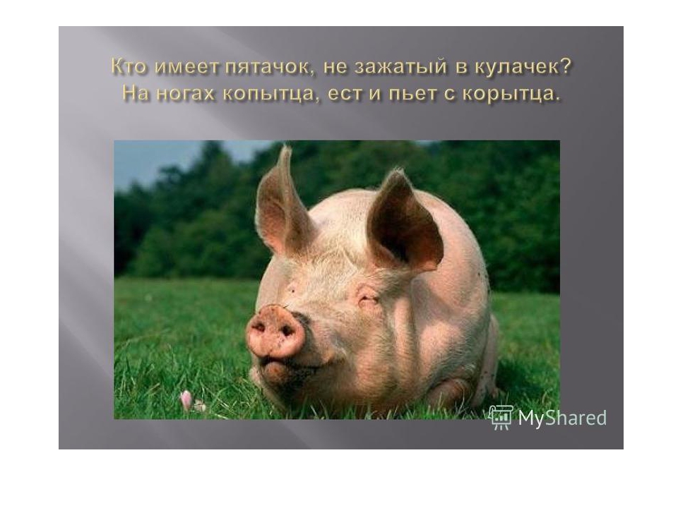 Презентация на тему "домашние животные" (во второй младшей группе)