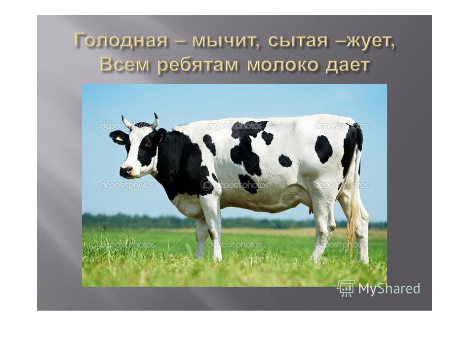 Презентация на тему "домашние животные" (во второй младшей группе)