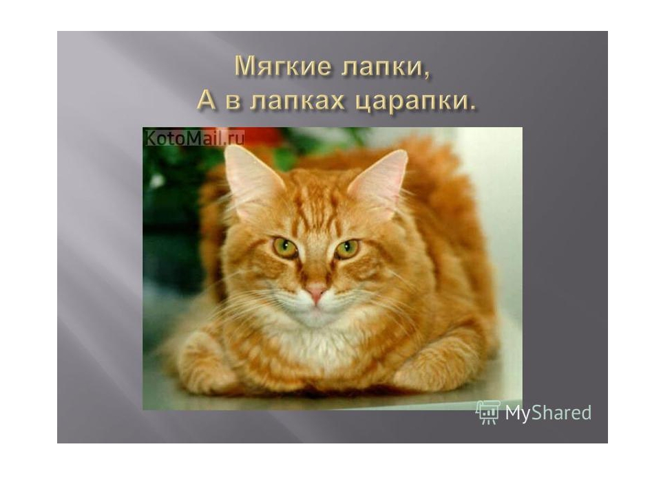 Презентация на тему "домашние животные" (во второй младшей группе)