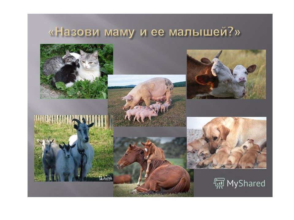 Презентация на тему "домашние животные" (во второй младшей группе)
