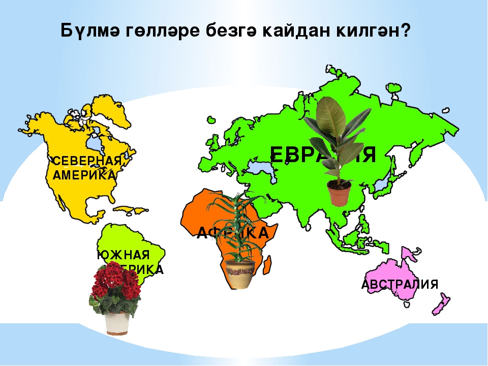 Интегрированная познавательная деятельность в старшей группе на тему: "Бүлмэ гөлләре"