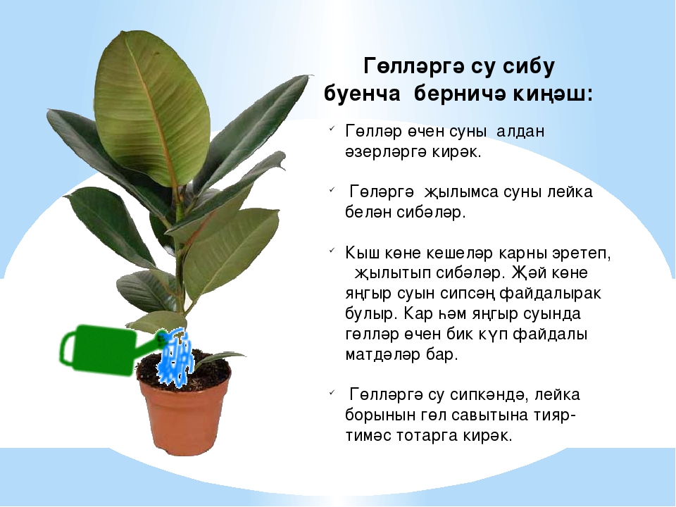Интегрированная познавательная деятельность в старшей группе на тему: "Бүлмэ гөлләре"