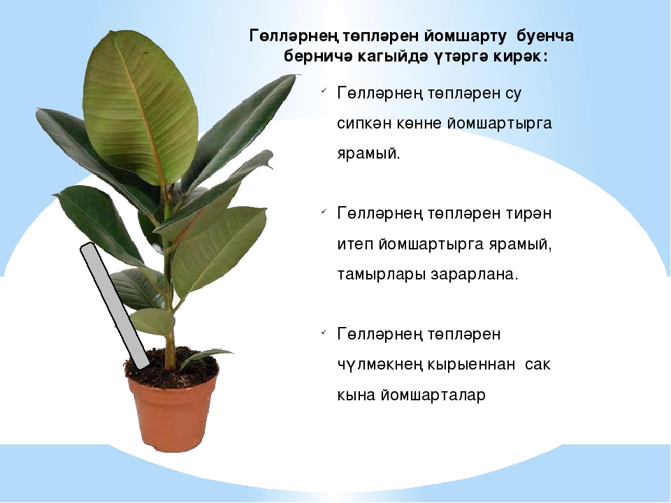 Интегрированная познавательная деятельность в старшей группе на тему: "Бүлмэ гөлләре"