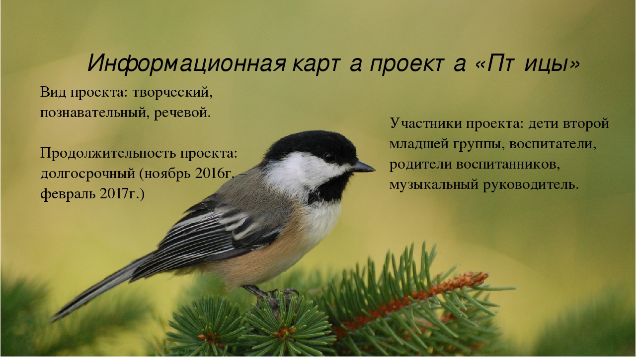 Творческий, познавательный проект "Птицы рядом с нами"