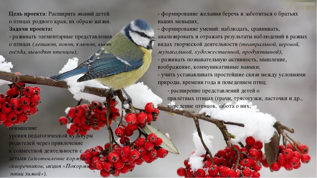 Творческий, познавательный проект "Птицы рядом с нами"
