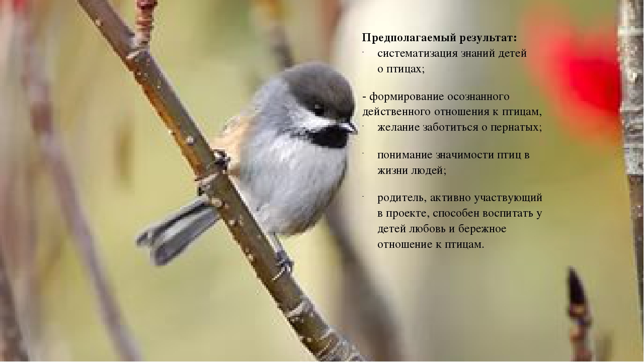 Творческий, познавательный проект "Птицы рядом с нами"