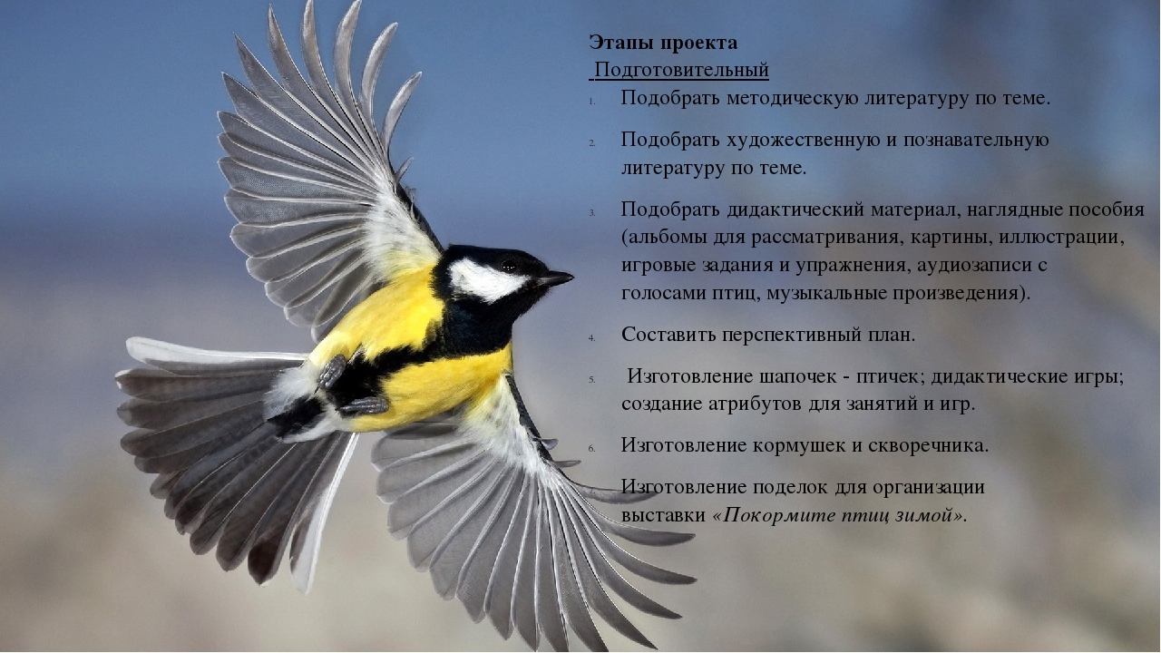 Творческий, познавательный проект "Птицы рядом с нами"