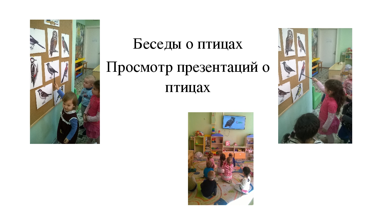 Творческий, познавательный проект "Птицы рядом с нами"