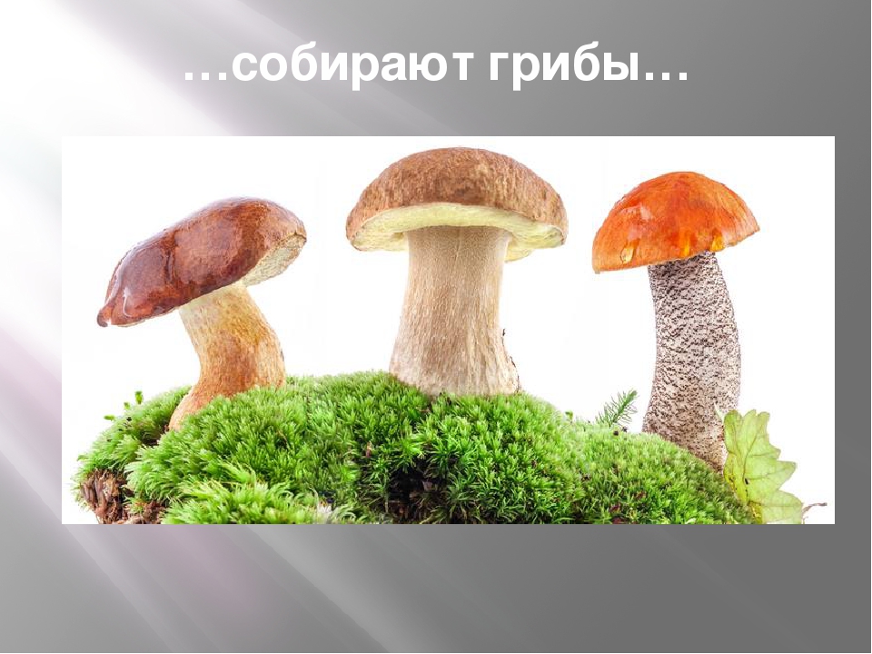 Презентация для дошкольников "Летняя пора"