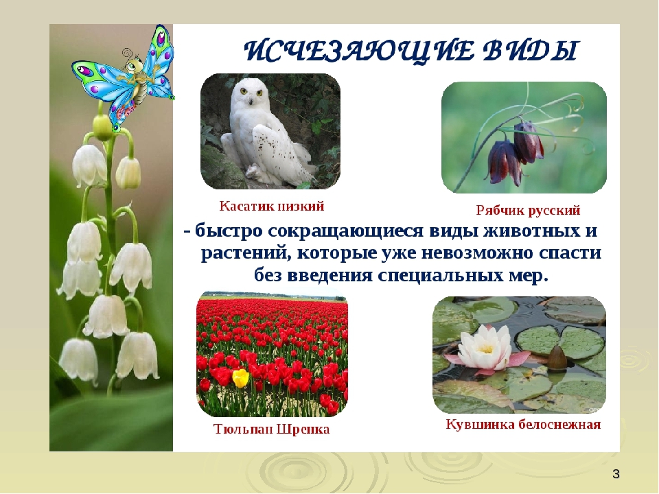 Презентация по ориентировании в мире природы на тему "Красная книга РФ и РТ" (для старших групп)