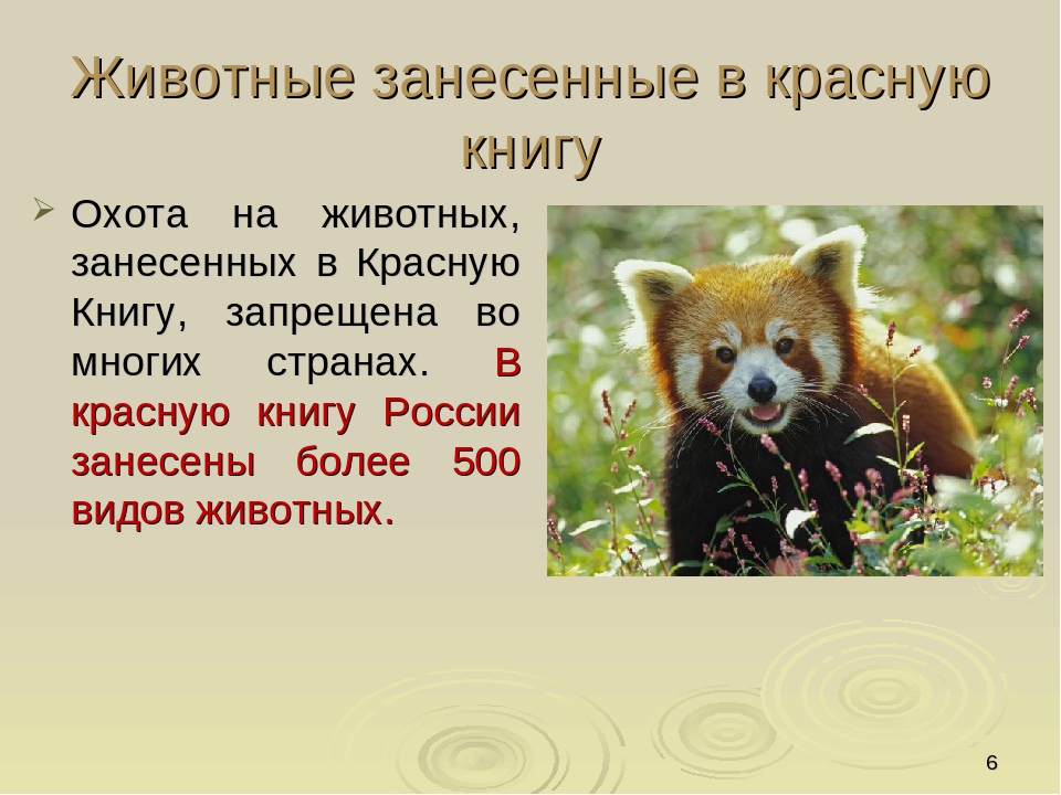 Презентация по ориентировании в мире природы на тему "Красная книга РФ и РТ" (для старших групп)
