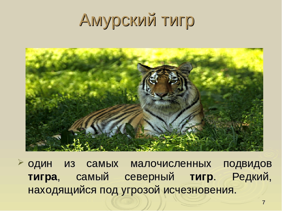 Тигр в красной книге