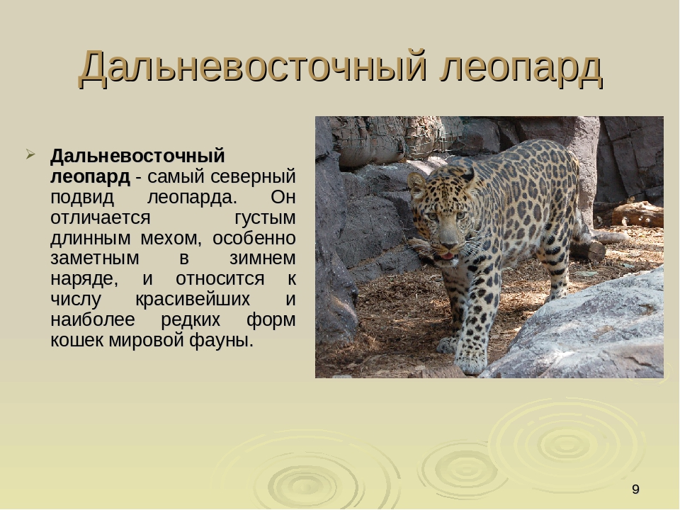Презентация по ориентировании в мире природы на тему "Красная книга РФ и РТ" (для старших групп)