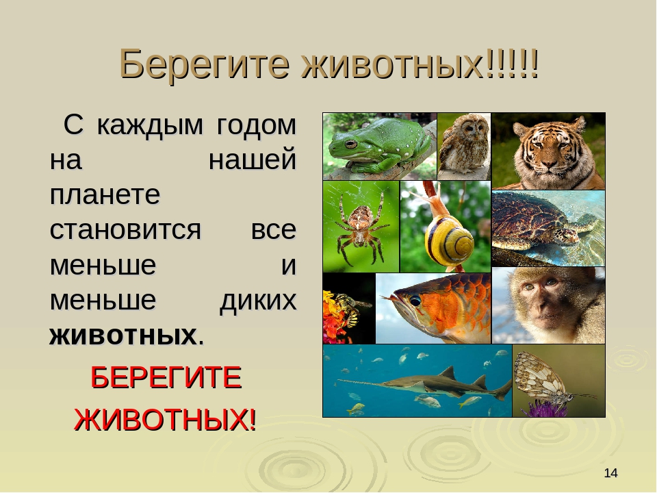 Презентация по ориентировании в мире природы на тему "Красная книга РФ и РТ" (для старших групп)