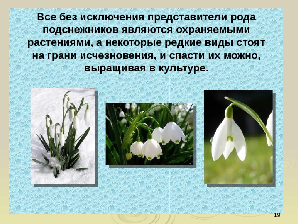 Презентация по ориентировании в мире природы на тему "Красная книга РФ и РТ" (для старших групп)