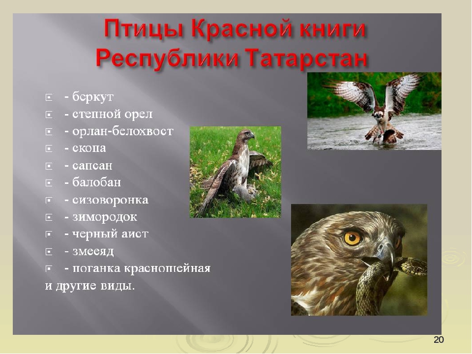Презентация по ориентировании в мире природы на тему "Красная книга РФ и РТ" (для старших групп)
