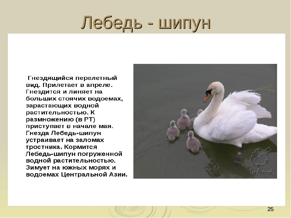 Презентация по ориентировании в мире природы на тему "Красная книга РФ и РТ" (для старших групп)