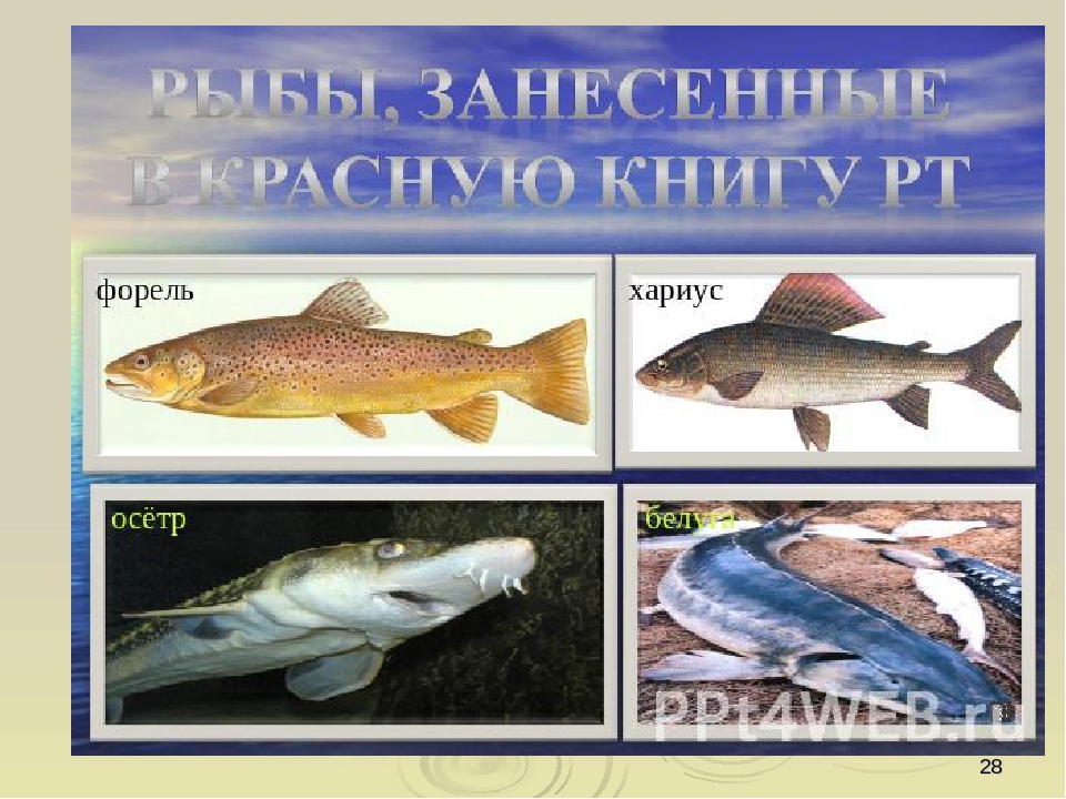Презентация по ориентировании в мире природы на тему "Красная книга РФ и РТ" (для старших групп)