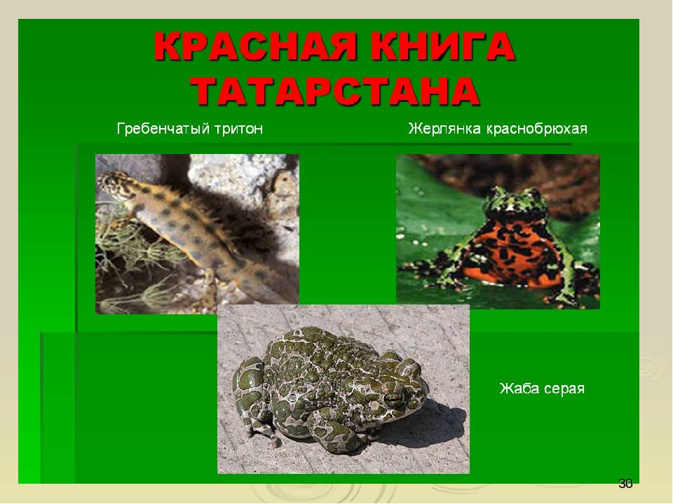Презентация по ориентировании в мире природы на тему "Красная книга РФ и РТ" (для старших групп)