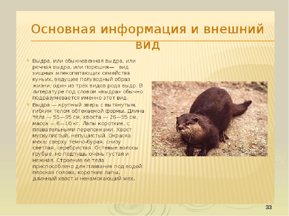 Презентация по ориентировании в мире природы на тему "Красная книга РФ и РТ" (для старших групп)