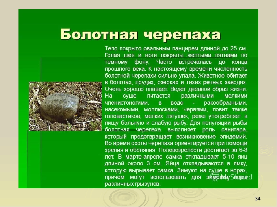 Презентация по ориентировании в мире природы на тему "Красная книга РФ и РТ" (для старших групп)