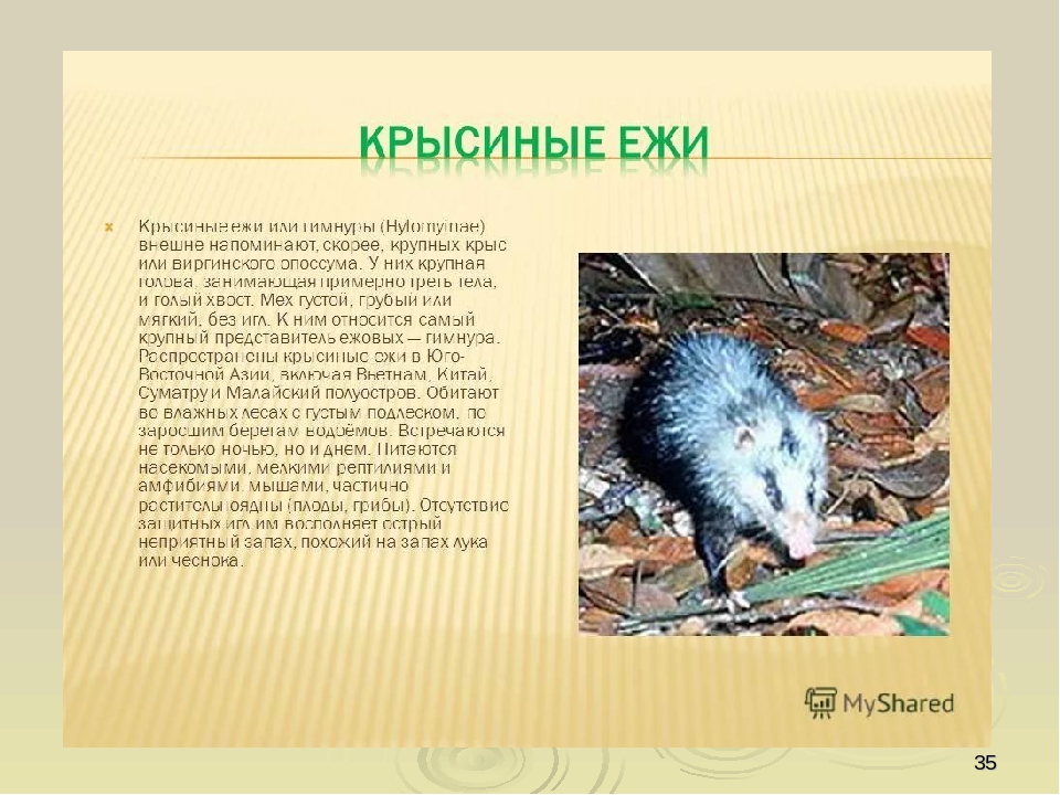 Презентация по ориентировании в мире природы на тему "Красная книга РФ и РТ" (для старших групп)