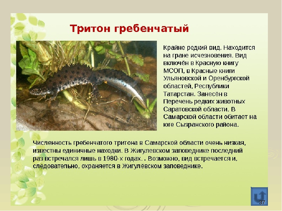 Презентация по ориентировании в мире природы на тему "Красная книга РФ и РТ" (для старших групп)