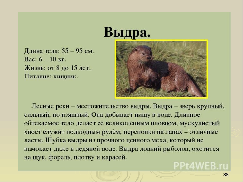 Презентация по ориентировании в мире природы на тему "Красная книга РФ и РТ" (для старших групп)