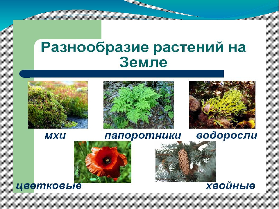 Презентация на тему : "Разнообразие растений на Земле"