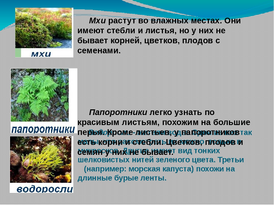 Разнообразие растений презентация. Разнообразие природы родного края растения. Проект разнообразие природы родного края про растения. Разнообразие природы Ставропольского края презентация 3 класс. Проект разнообразие природы родного Ставропольского края.