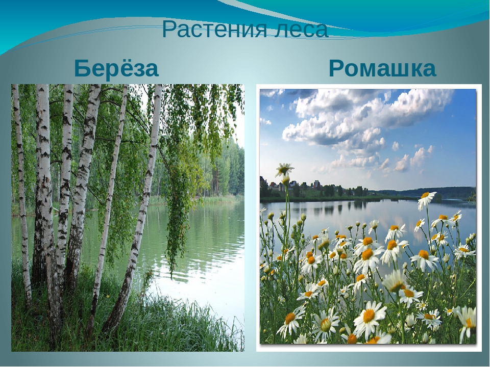 Презентация на тему : "Разнообразие растений на Земле"
