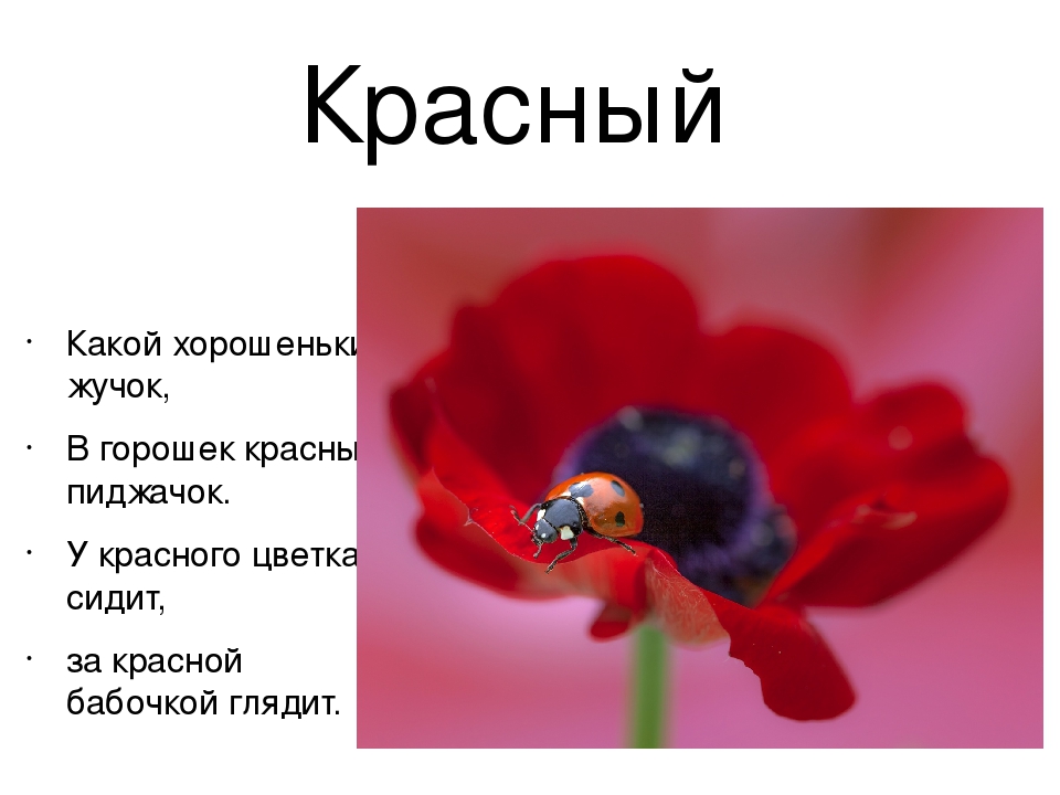 Презентация по познавательному развитию в средней группе "В гостях у радуги"