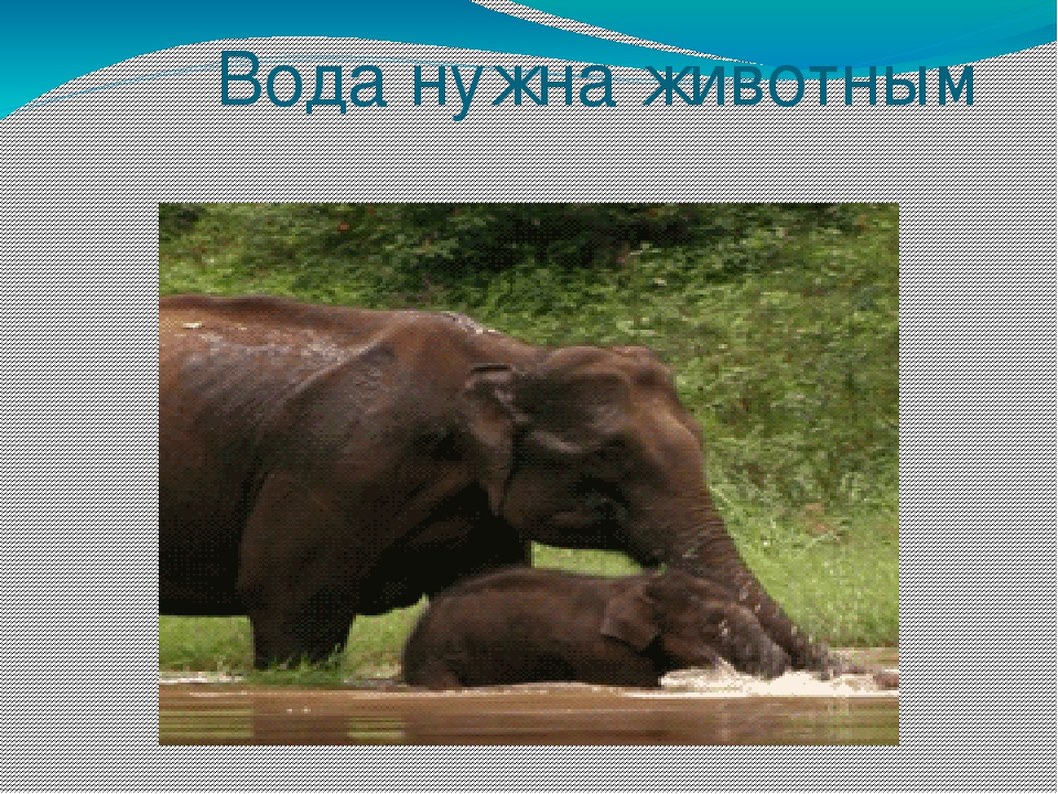 Презентация на тему "Эта удивительная вода" (для дошкольников)