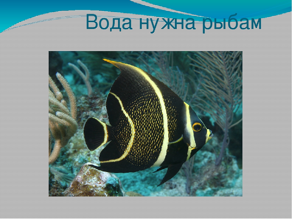 Презентация на тему "Эта удивительная вода" (для дошкольников)
