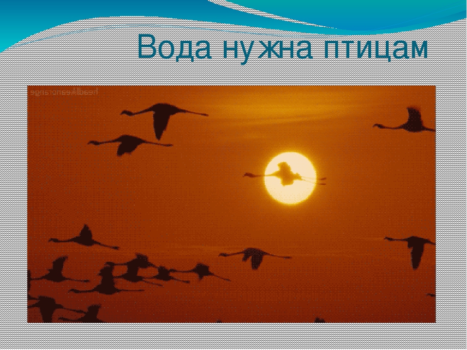 Презентация на тему "Эта удивительная вода" (для дошкольников)