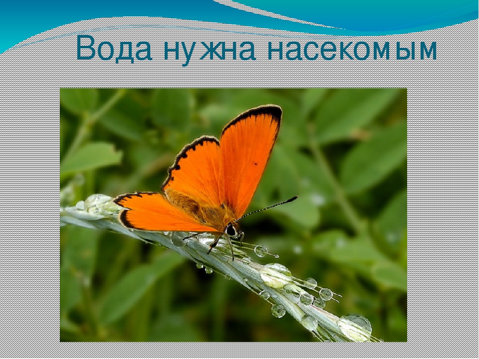Презентация на тему "Эта удивительная вода" (для дошкольников)