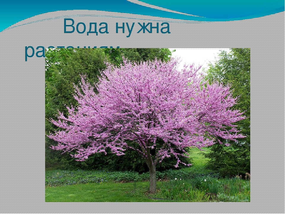 Презентация на тему "Эта удивительная вода" (для дошкольников)