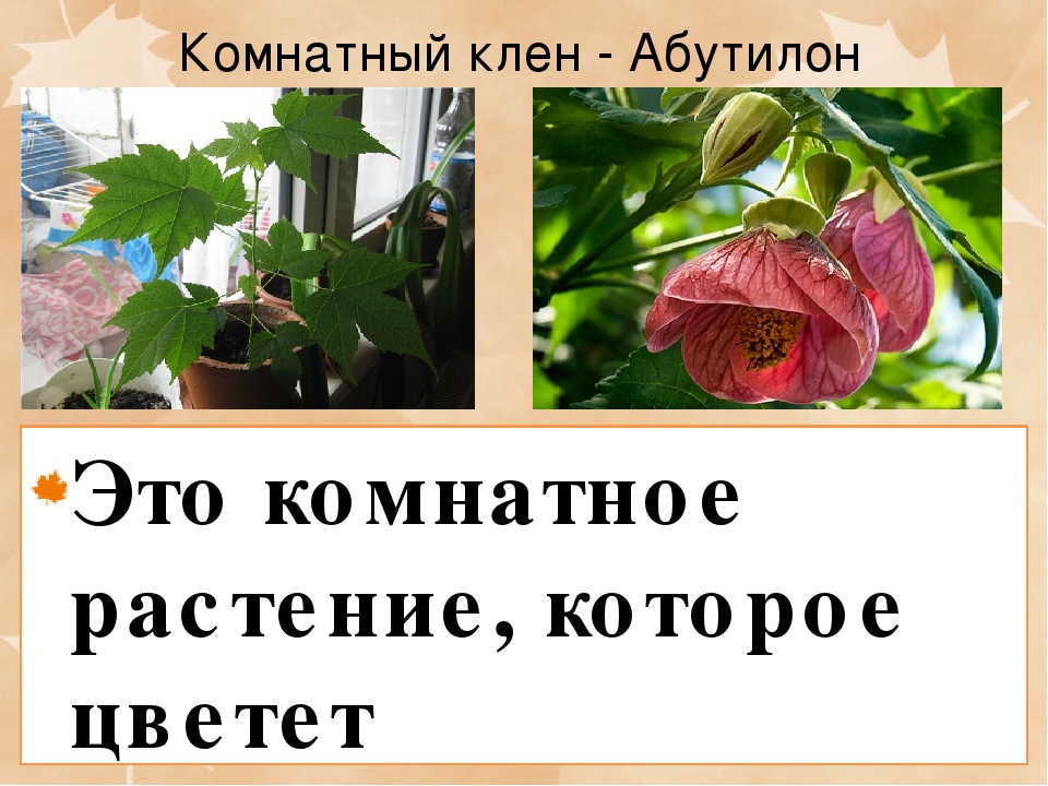 Презентация на тему "Консультация для педагогов: Экологический уголок в ДОУ"
