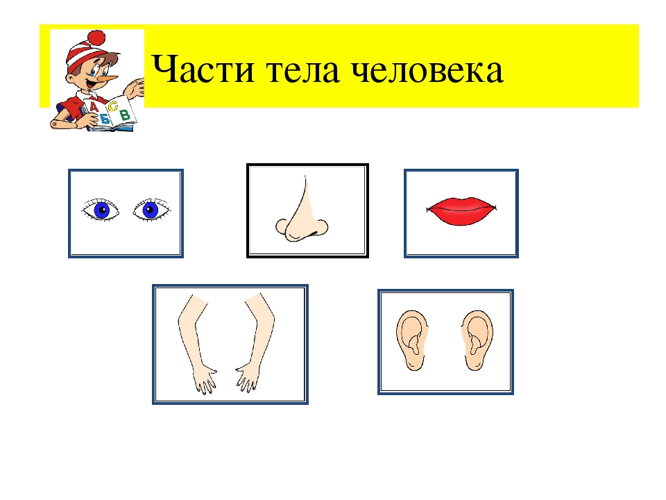 Занятие и презентация по подготовке к школе по теме"Части тела человека. Буква М,м. "