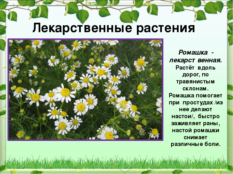 Презентация Праздник Иван Купала