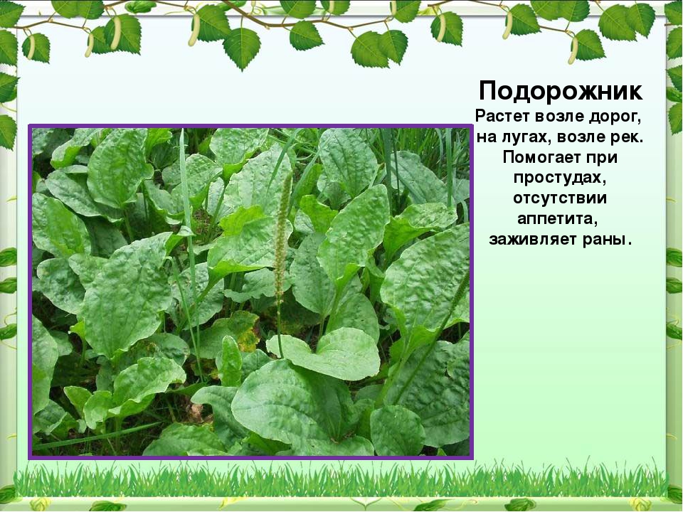 Презентация Праздник Иван Купала