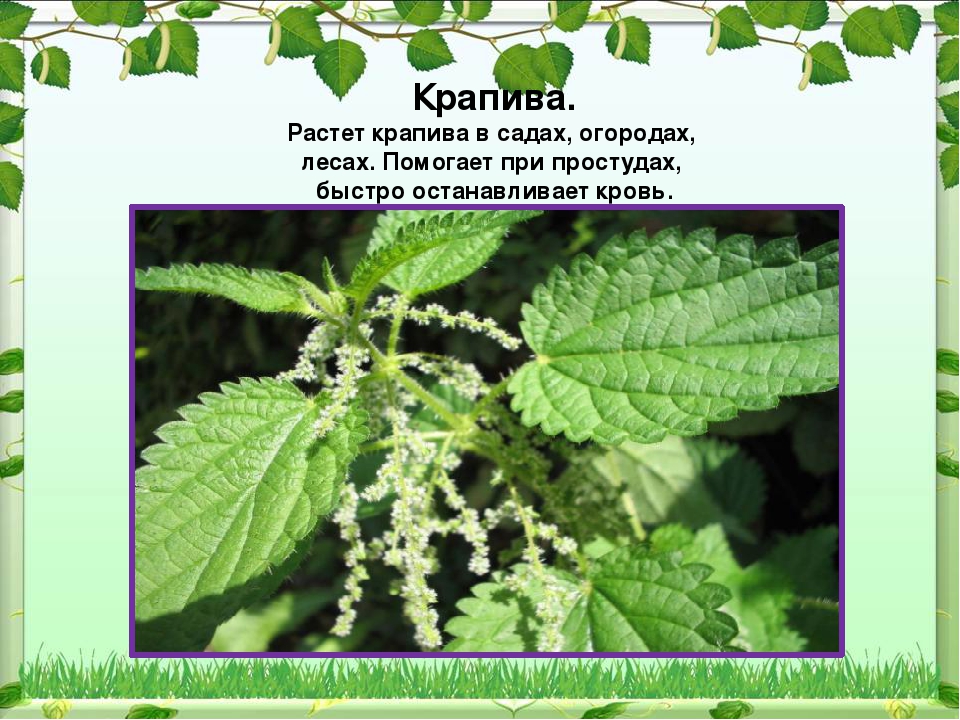 Презентация Праздник Иван Купала