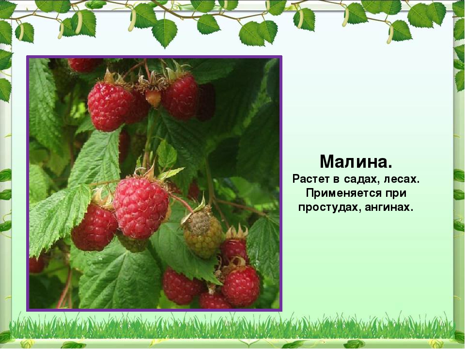 Презентация Праздник Иван Купала