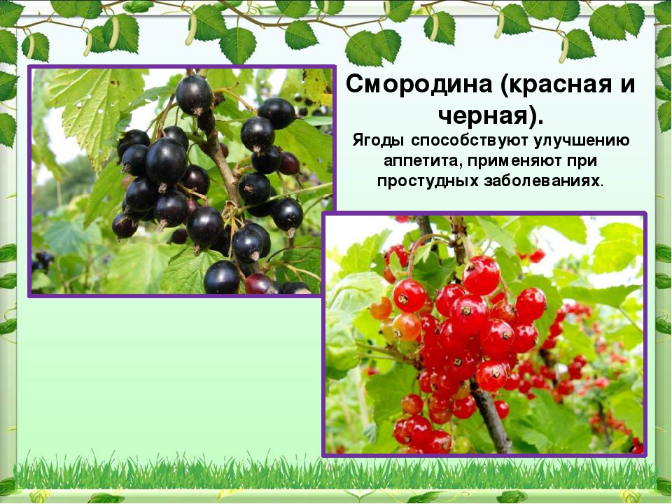 Презентация Праздник Иван Купала