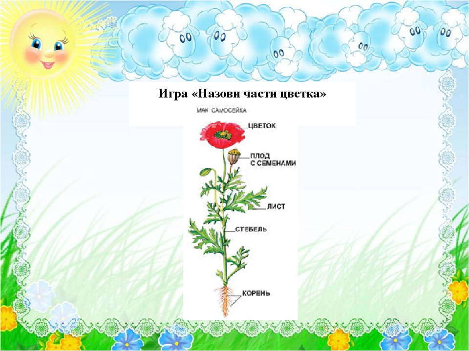 Развитие речи тема цветы