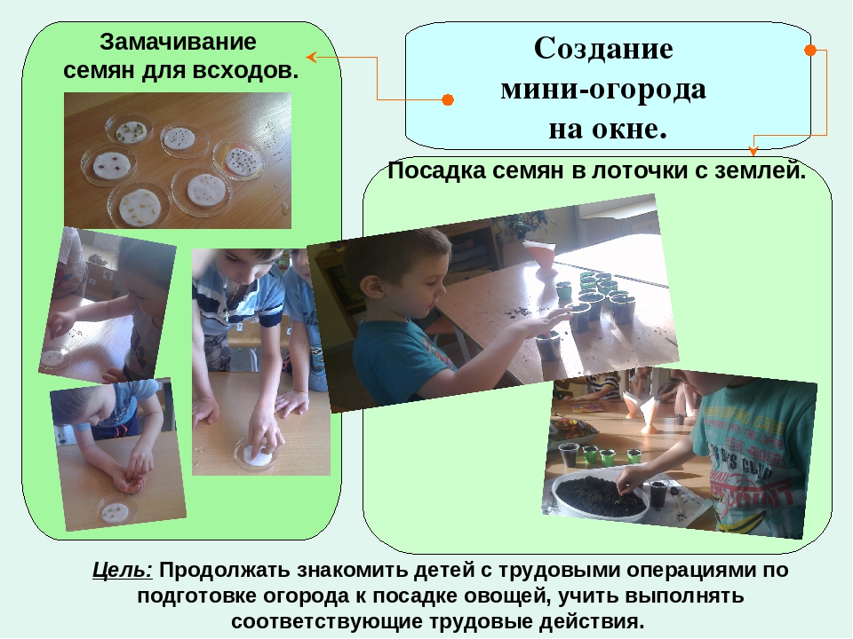 Презентация познавательно-исследовательской деятельности "Огород на окне"