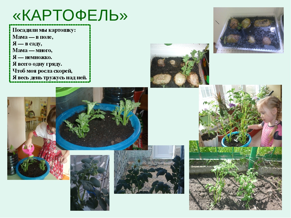 Презентация познавательно-исследовательской деятельности "Огород на окне"