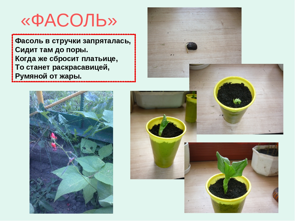 Презентация познавательно-исследовательской деятельности "Огород на окне"