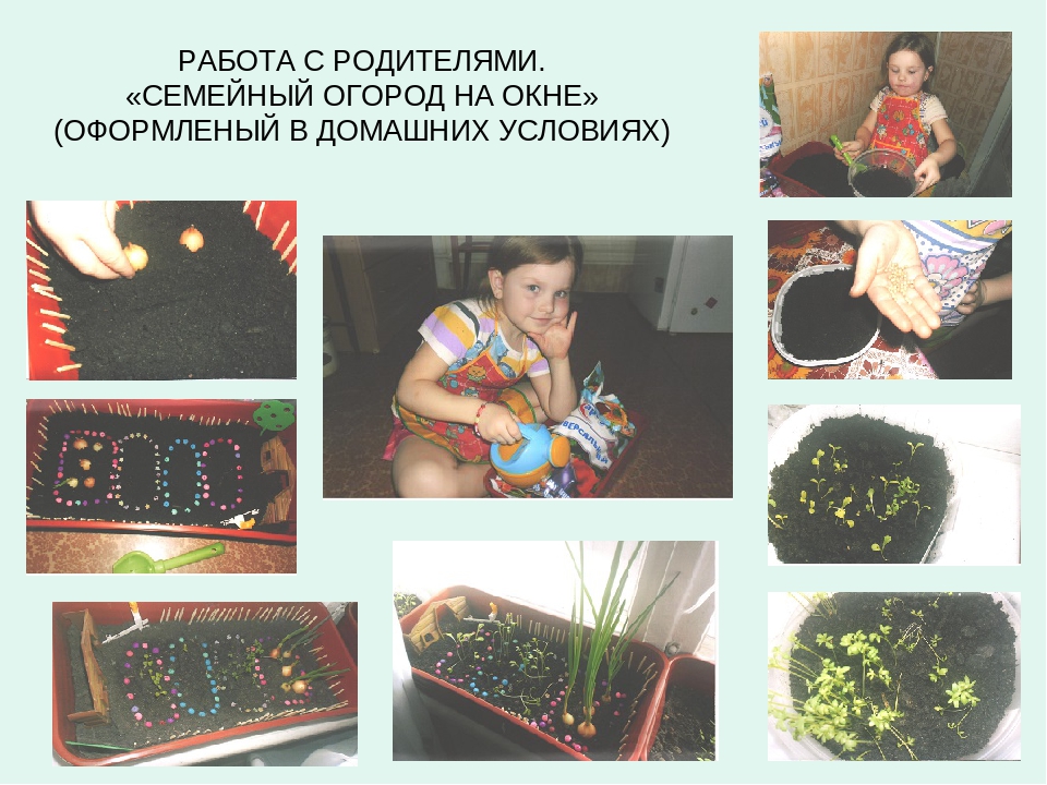 Презентация познавательно-исследовательской деятельности "Огород на окне"